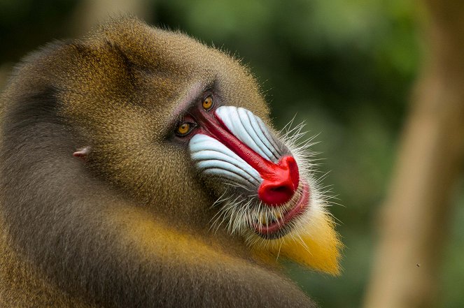 Monkeys Revealed - Photos