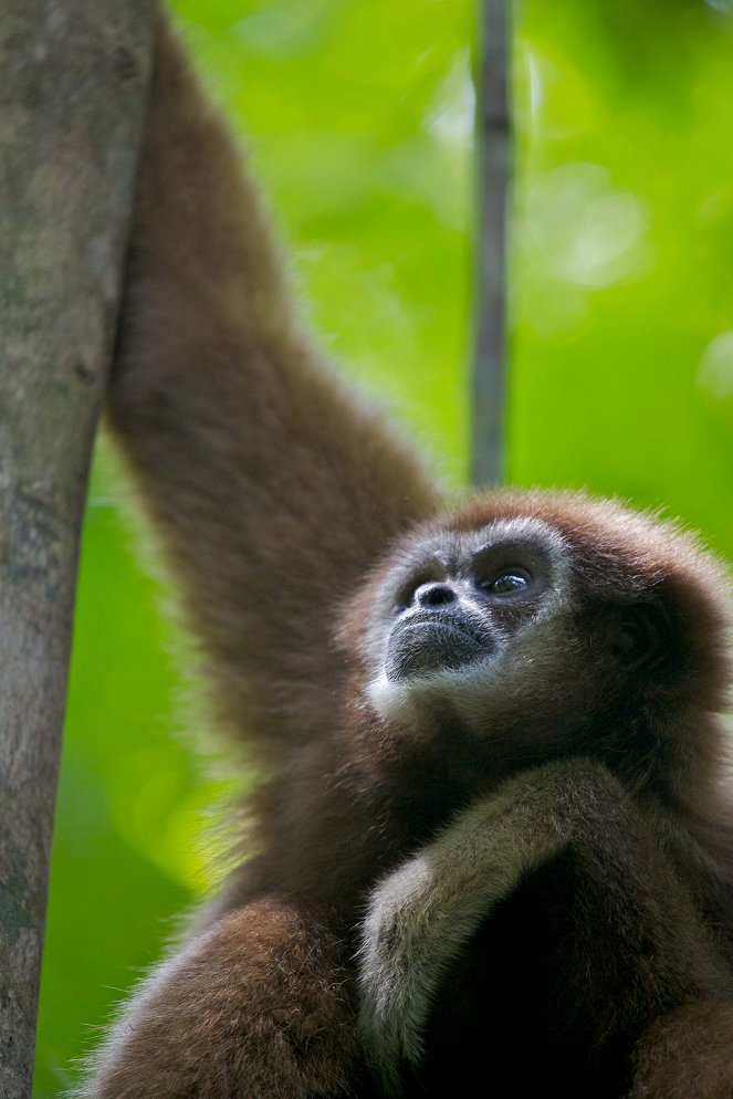 Monkeys Revealed - Photos