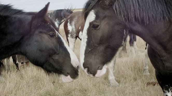 Clydesdale: Saving the Greatest Horse - Filmfotos