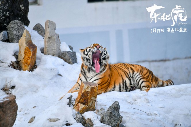 Manchurian Tiger - Fotocromos