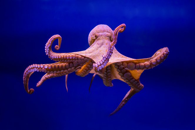 Natural World - Universum: Ein Oktopus in Untermiete - Filmfotos