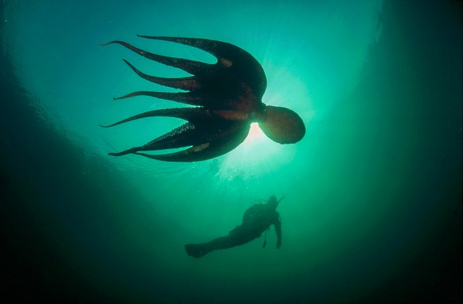 The Natural World - The Octopus in My House - Photos