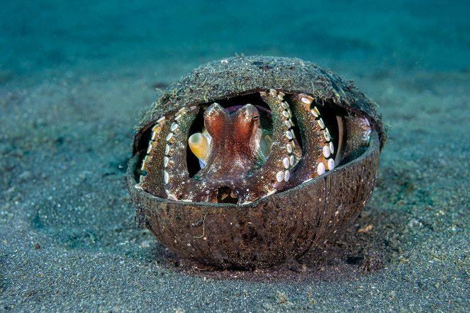 Natural World - Universum: Ein Oktopus in Untermiete - Filmfotos