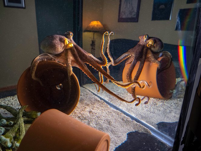 Svět přírody - Série 38 - The Octopus in My House - Z filmu