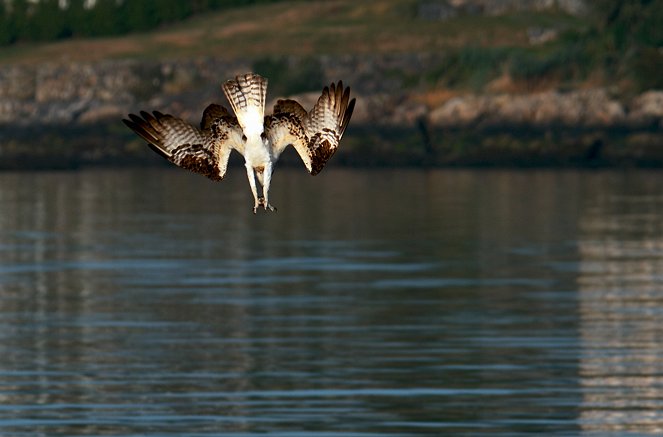 Der Sommer der Fischadler - Rückkehr nach Neuengland - Filmfotos