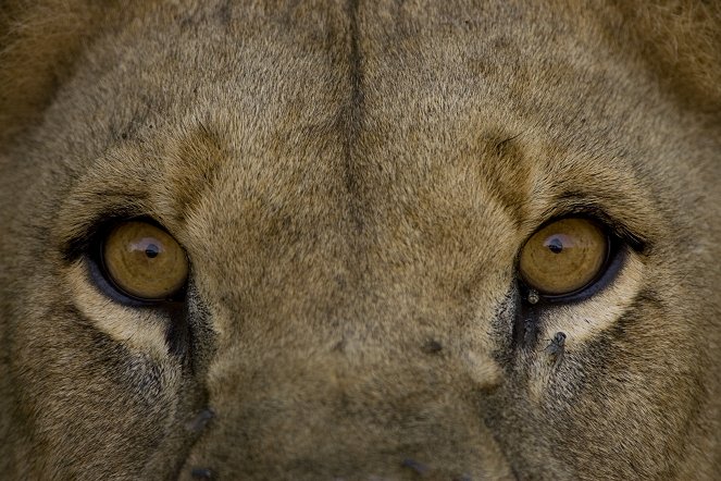 Big Cat Odyssey Revealed - Photos