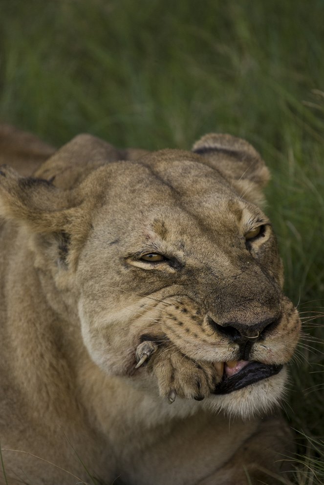 Big Cat Odyssey Revealed - Film