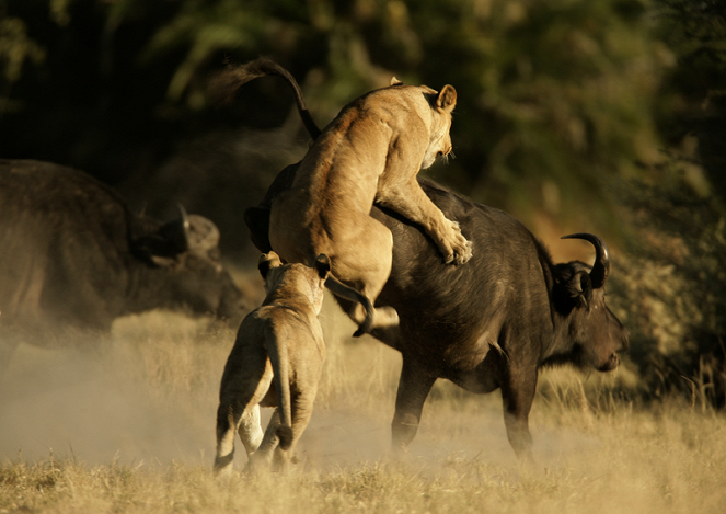 Löwe vs. Büffel: Erbarmungslose Feinde - Filmfotos