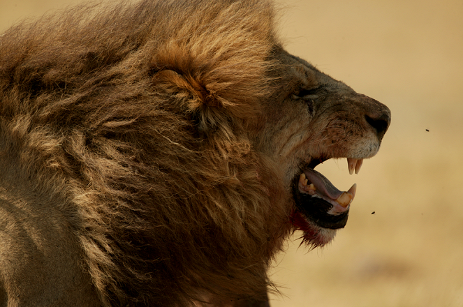 Löwe vs. Büffel: Erbarmungslose Feinde - Filmfotos