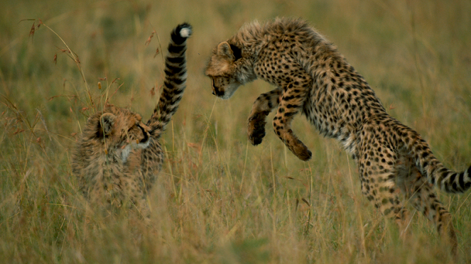 The Way of the Cheetah - Photos