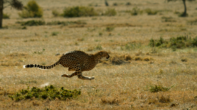 The Way of the Cheetah - Photos