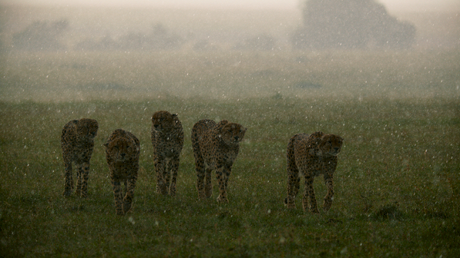 The Way of the Cheetah - Van film