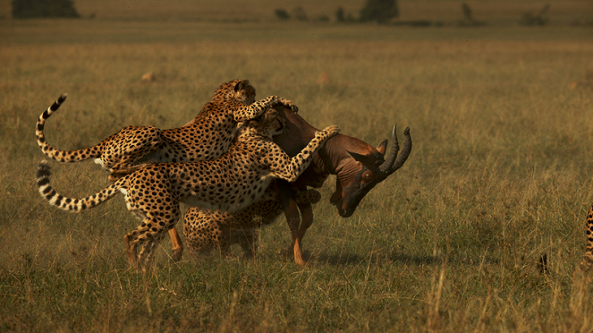 The Way of the Cheetah - Photos