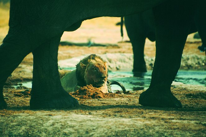 Löwe vs. Elefant: Rivalen des Tierreichs - Filmfotos