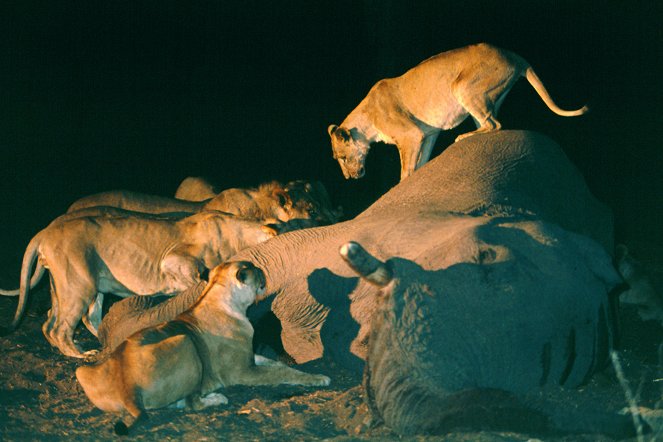 Löwe vs. Elefant: Rivalen des Tierreichs - Filmfotos