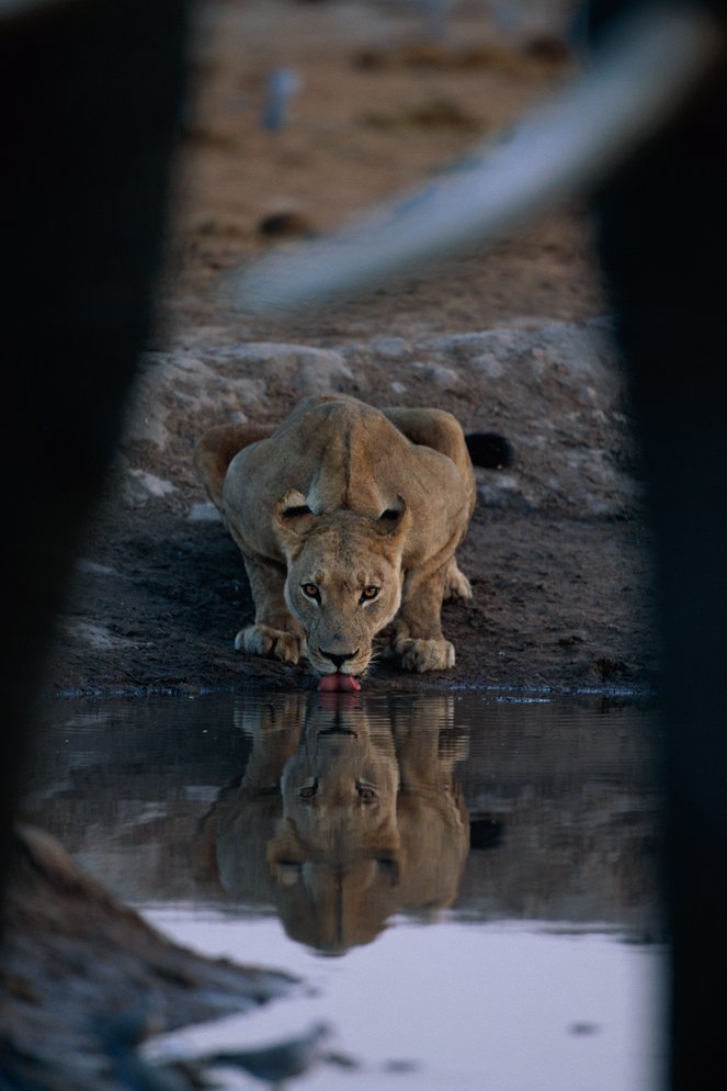 Löwe vs. Elefant: Rivalen des Tierreichs - Filmfotos