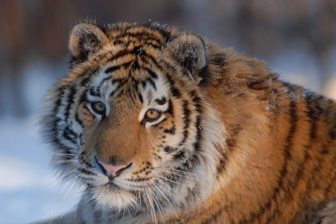 Russia's Wild Tiger - Z filmu