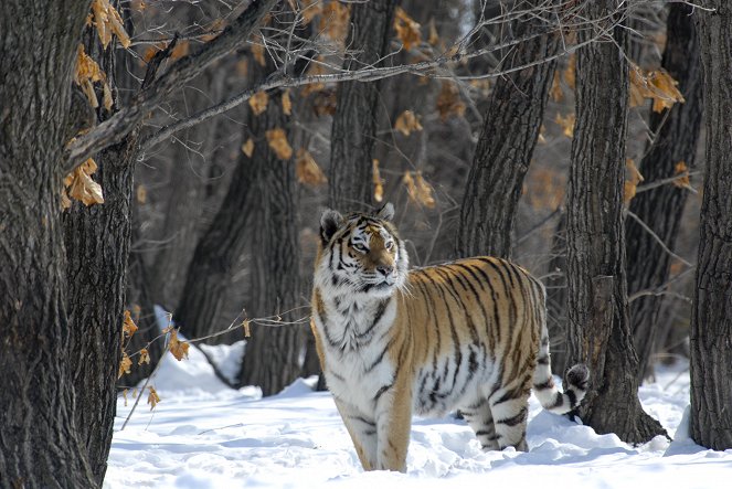 Russia's Wild Tiger - Filmfotos