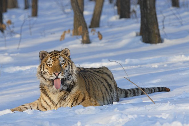 Russia's Wild Tiger - Filmfotos