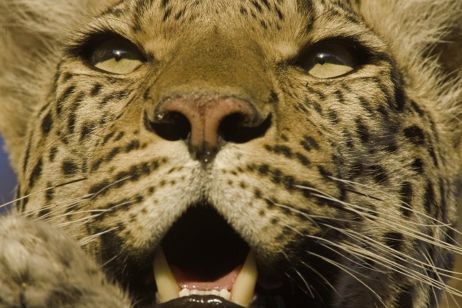 Living With Big Cats (Revealed) - Photos