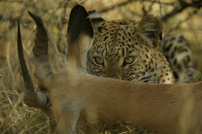 Living With Big Cats (Revealed) - Photos