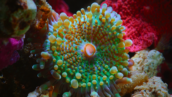 Z rozdymką przez rafę koralową - Z filmu