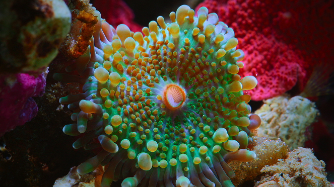 Puff: Wonders of the Reef - Van film