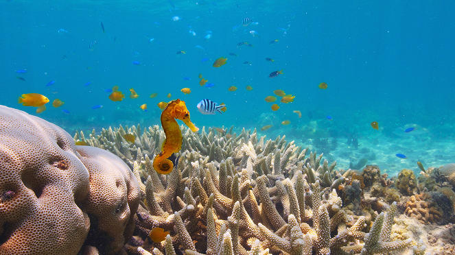 Globo y las maravillas del arrecife - De la película