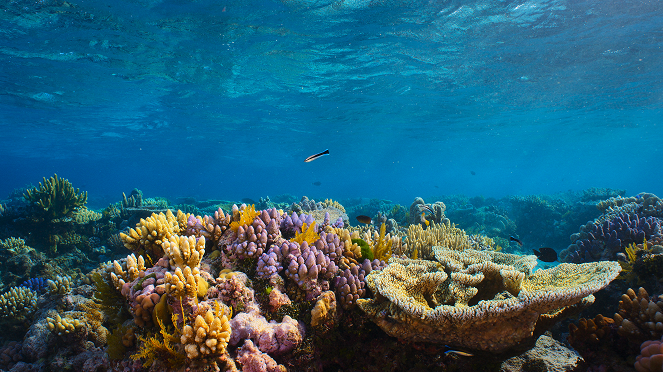 A korallzátony csodái - Filmfotók
