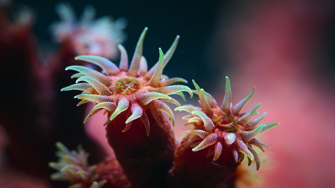 Puff: Koralliriutan ihmeet - Kuvat elokuvasta