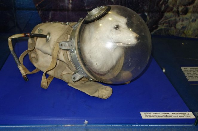 Space Dogs - Photos