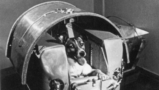 Собаки в Космосе - De filmes