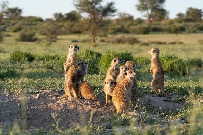 Meerkat Manor: Rise of the Dynasty - Photos