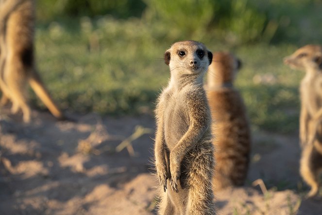 Szurikáták udvarháza: a dinasztia felemelkedése - Filmfotók