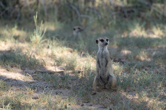 Meerkat Manor: Rise of the Dynasty - Van film