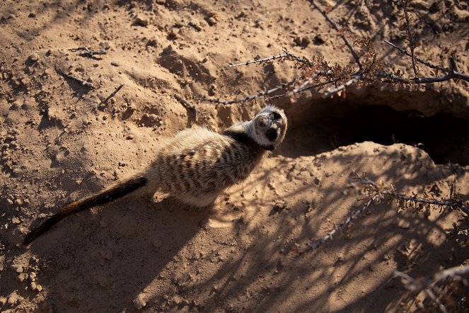 Meerkat Manor: Rise of the Dynasty - De la película