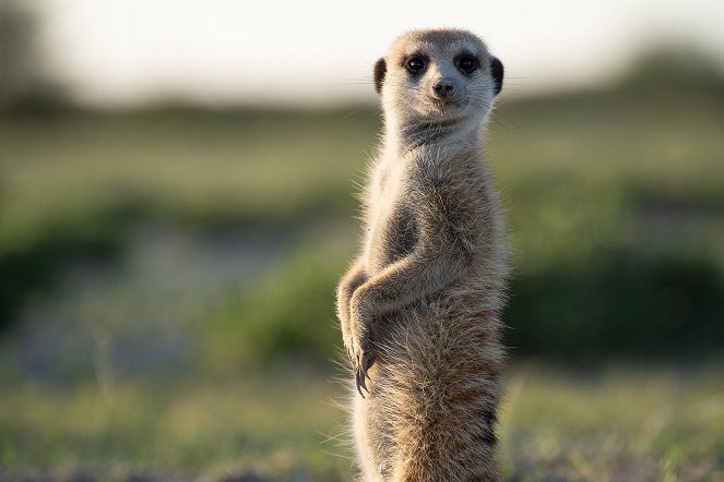 Meerkat Manor: Rise of the Dynasty - Filmfotos