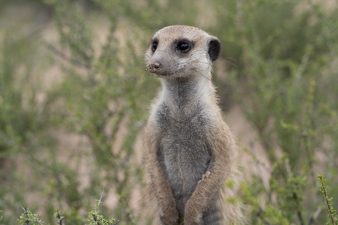 Meerkat Manor: Rise of the Dynasty - De la película