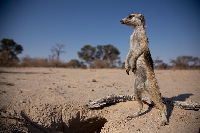 Meerkat Manor: Rise of the Dynasty - Photos