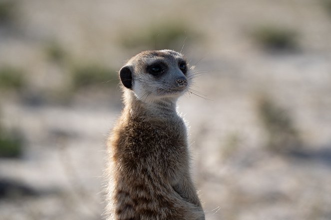 Meerkat Manor: Rise of the Dynasty - Photos