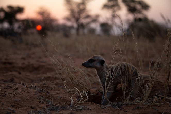 Meerkat Manor: Rise of the Dynasty - Photos