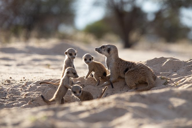 Meerkat Manor: Rise of the Dynasty - De la película