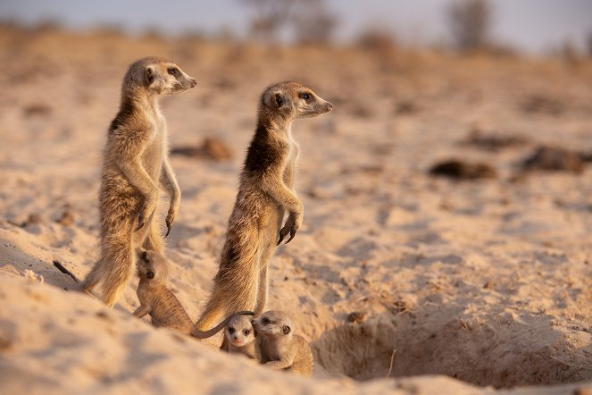 Meerkat Manor: Rise of the Dynasty - Photos