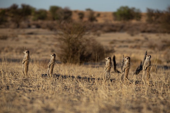 Meerkat Manor: Rise of the Dynasty - Van film