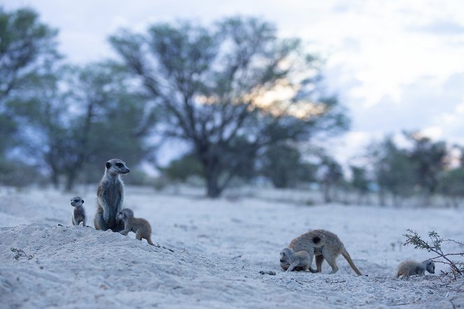 Meerkat Manor: Rise of the Dynasty - Van film