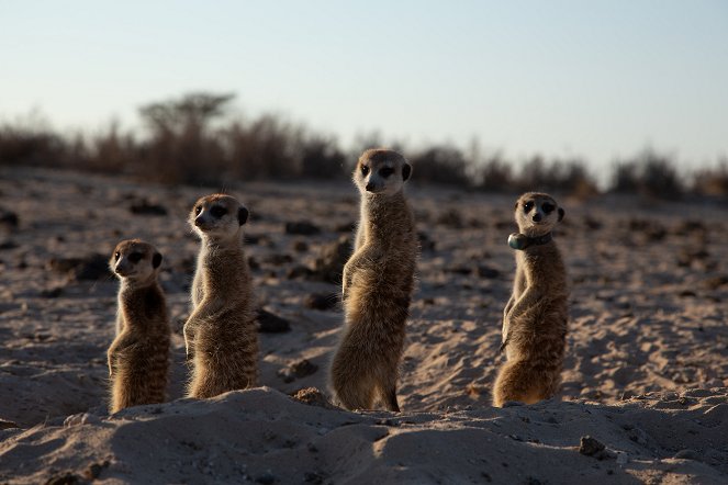 Meerkat Manor: Rise of the Dynasty - Do filme