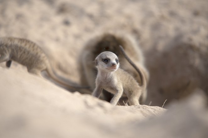 Meerkat Manor: Rise of the Dynasty - De la película