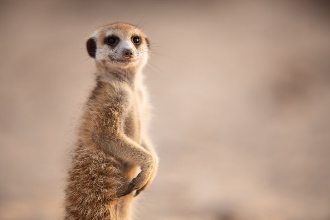 Meerkat Manor: Rise of the Dynasty - Photos