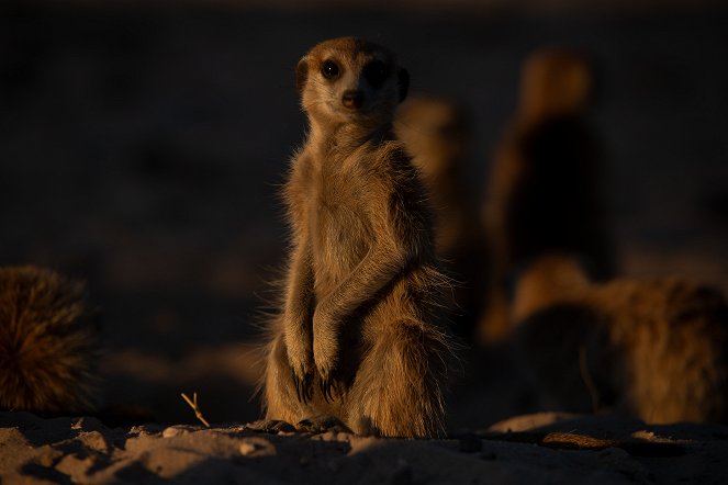 Szurikáták udvarháza: a dinasztia felemelkedése - Filmfotók