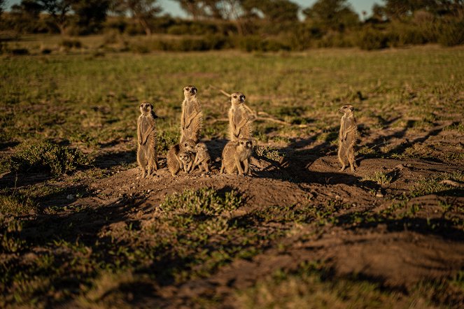 Království surikat: Vzestup dynastie - Z filmu